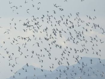 Low angle view of birds flying against sky