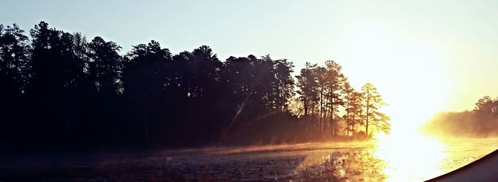 Sun shining through trees