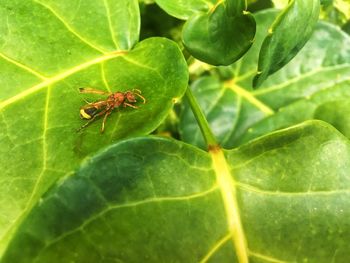 Close-up of insect on leaf