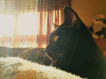 Close-up of cat relaxing on bed at home