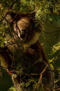 Portrait of a cat on tree