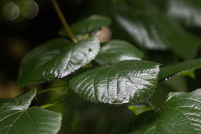 Close-up of green leaves