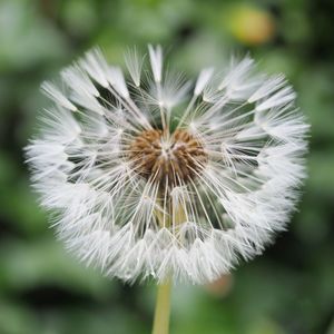 Close-up of dandelion flower