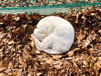 Close-up of sheep in autumn