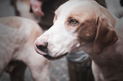 Close-up of dog looking away