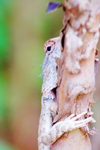 Close-up of lizard on tree trunk