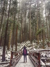 forest