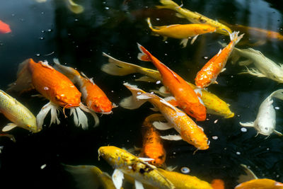 View of koi carps swimming in sea