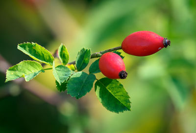 Close-up of red berries growing on plant