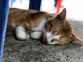 Close-up of cat sleeping on road