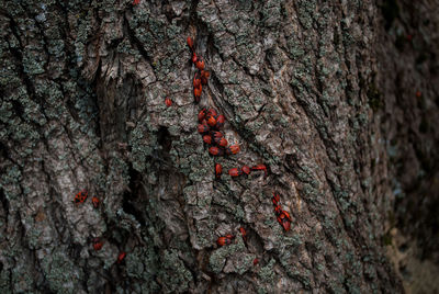 Close-up of tree trunk