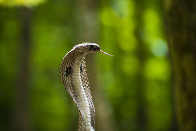 Close-up of a bird