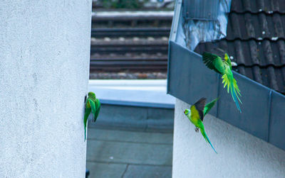 Close-up of parrot perching on wall