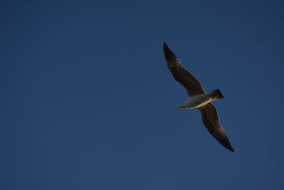 The seagull has the sky