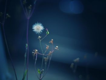 Close-up of dandelion flower at night