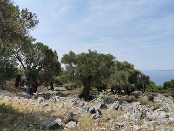 Trees by rocks against sky