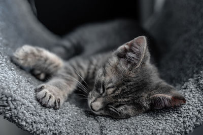 Close-up of cat sleeping