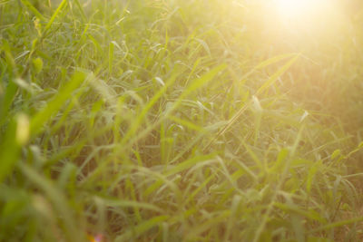 Full frame shot of crops on field