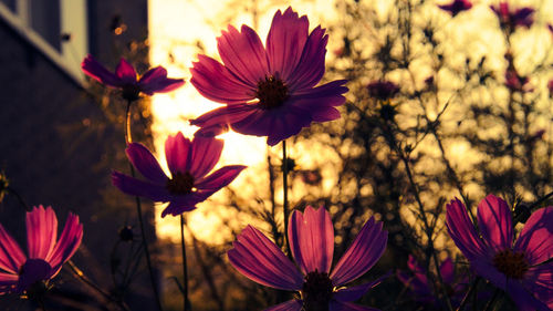 Close-up of pink cosmos flowers blooming outdoors