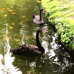 Swan swimming in lake