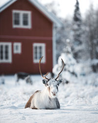 Portrait of reindeer on snow covered land