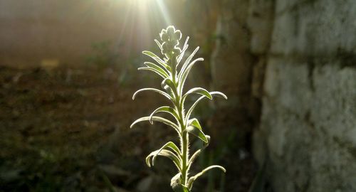 Close-up of plant growing on field