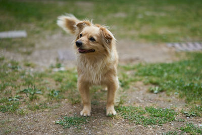 Dog standing in a field