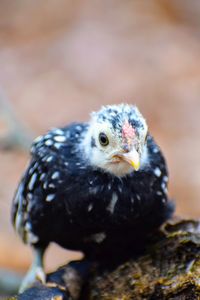 Close-up portrait of a bird