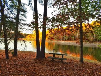 Trees by lake during autumn