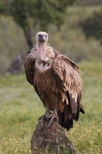 Bird perching on field