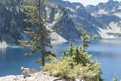 Evergreen alpine forest with yellow labrador retriever dog eager to jump in lake afternoon sun.