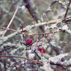 Close-up of snow on plant