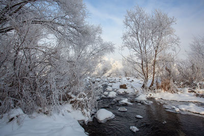 Bare trees on snow covered field