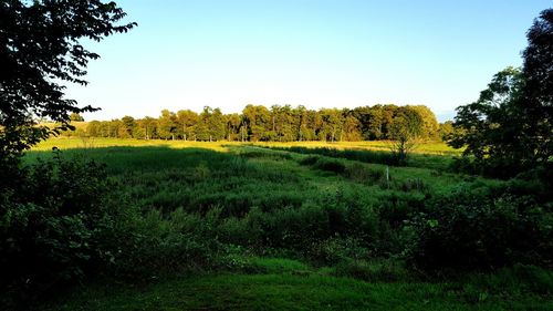 Scenic view of landscape against clear sky