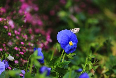 Close-up of purple blue flower