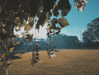 Plants growing on field against sky