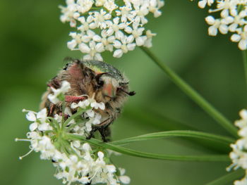 Close-up of bee pollinating on flower