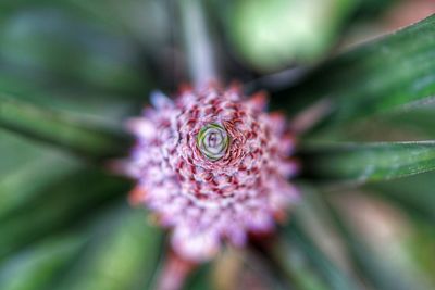 Close-up of flower head