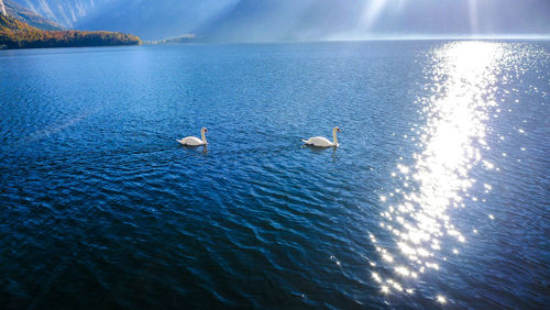 View of swan swimming in lake