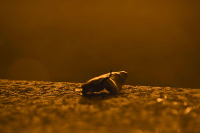 Close-up of crab on field