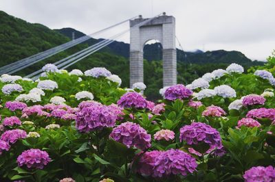 View of flowering plants