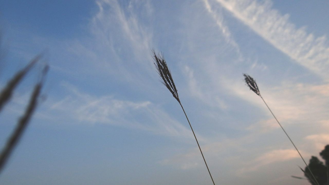 low angle view, sky, flying, no people, animal themes, nature, day, bird, animals in the wild, outdoors