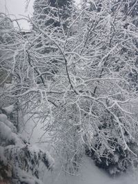 Snow covered landscape