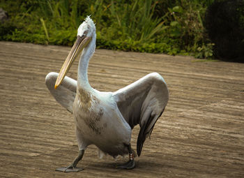 Close-up of pelican on wood