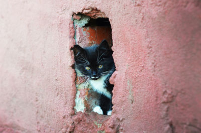 Portrait of cat peeking from wall