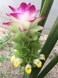 Close-up of yellow cactus flower