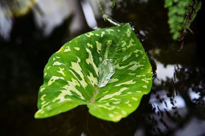 Close-up of raindrops on leaves