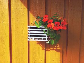 Close-up of flowers against wall