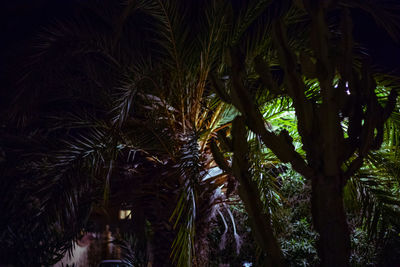 View of palm trees at night