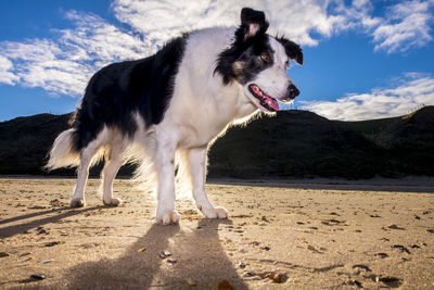 Dog standing on beach